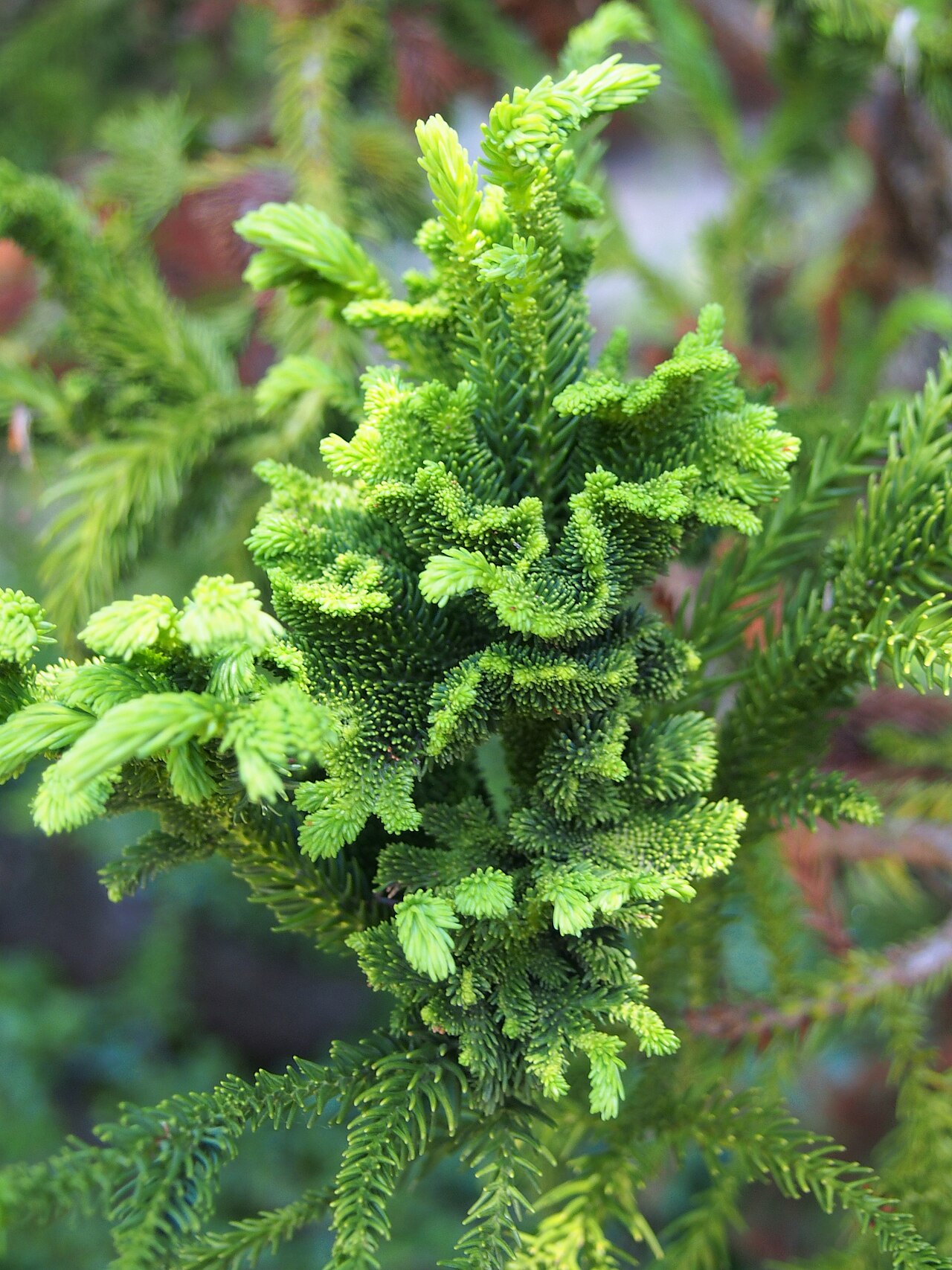 Cryptomeria