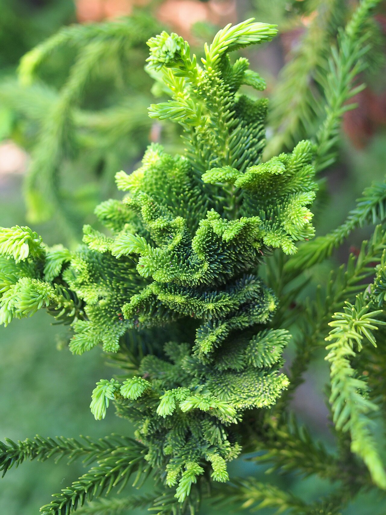 Cryptomeria