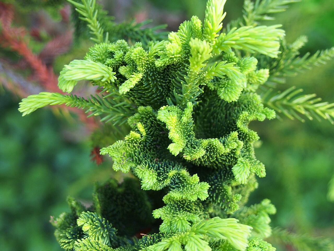 Cryptomeria