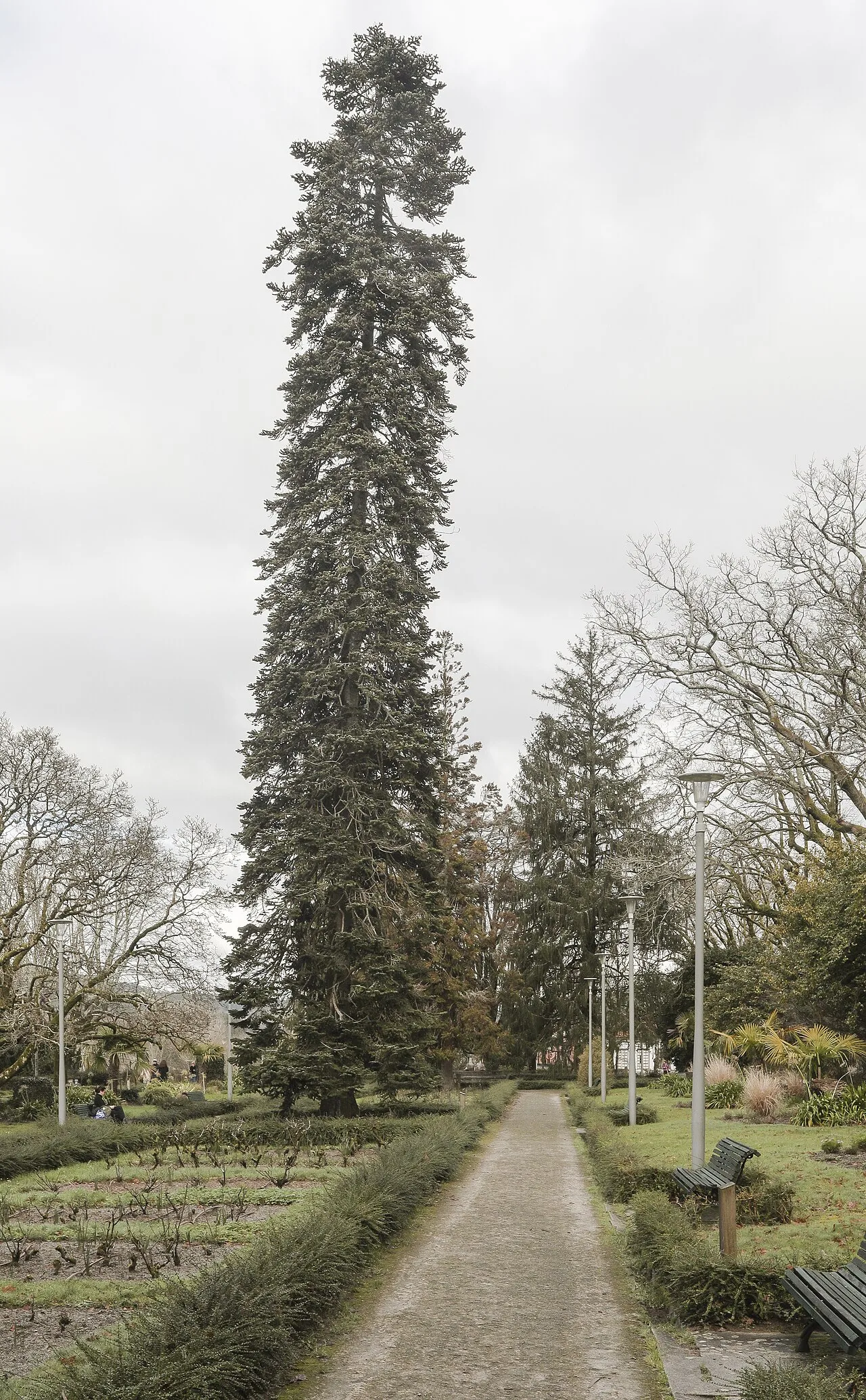Cryptomeria