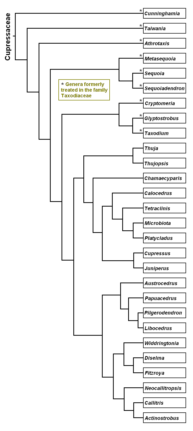 Cupressaceae