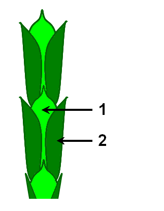 Cupressaceae