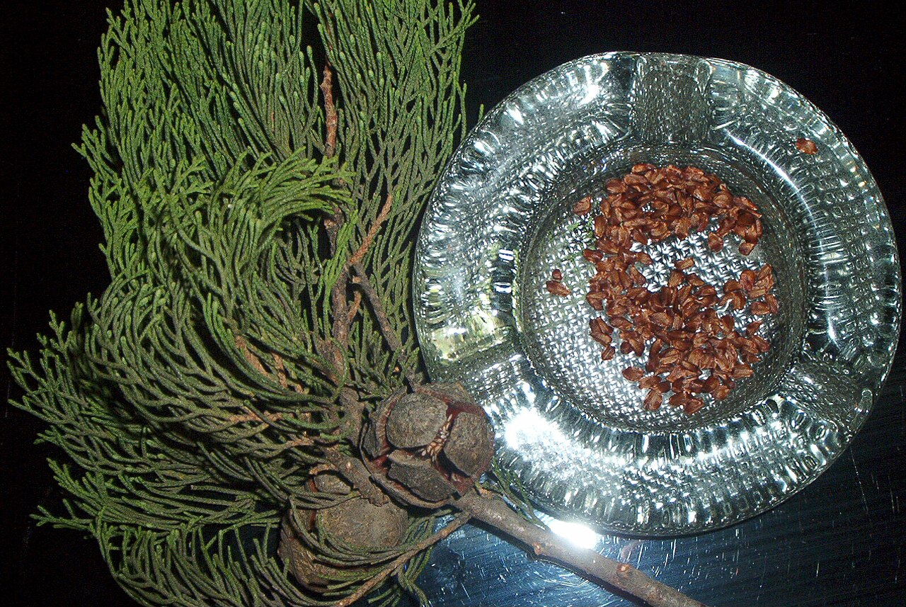 Cupressaceae
