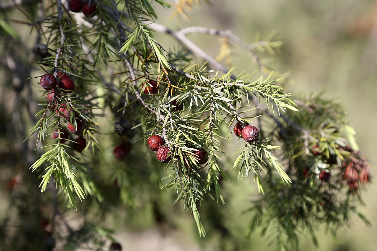 Cupressaceae