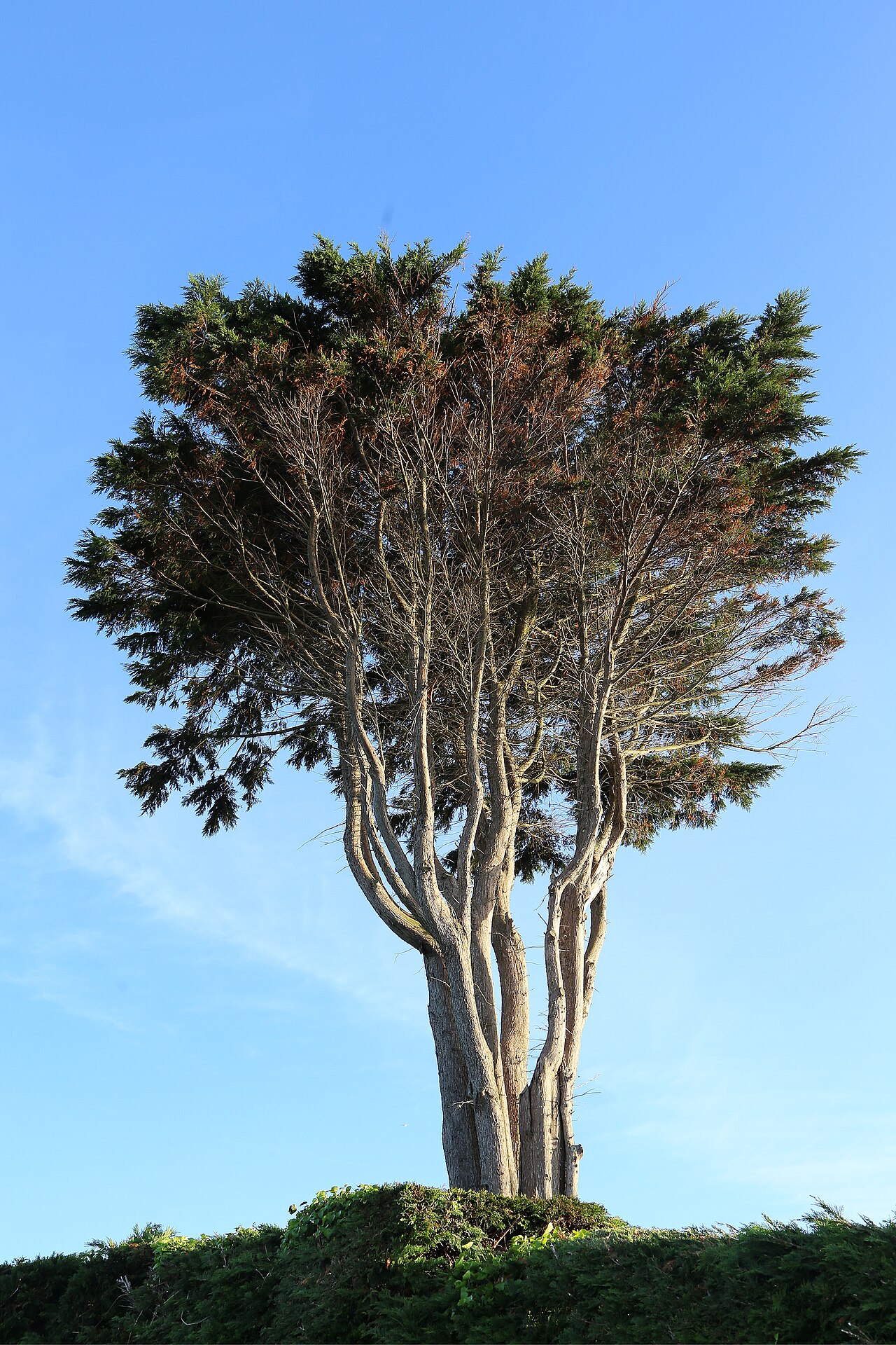 Cupressus