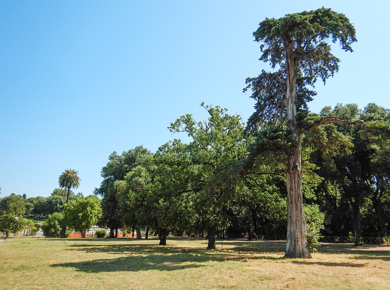 Cupressus