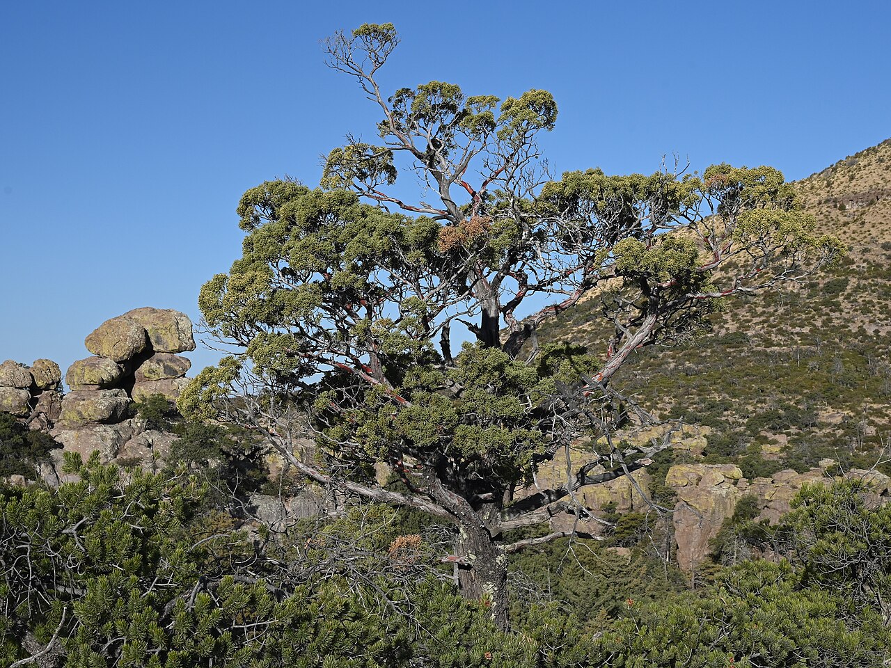 Cupressus