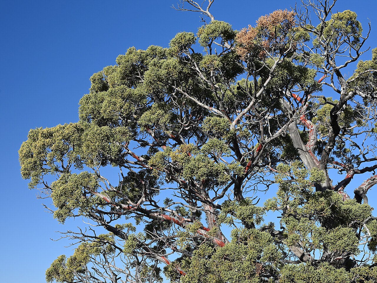 Cupressus