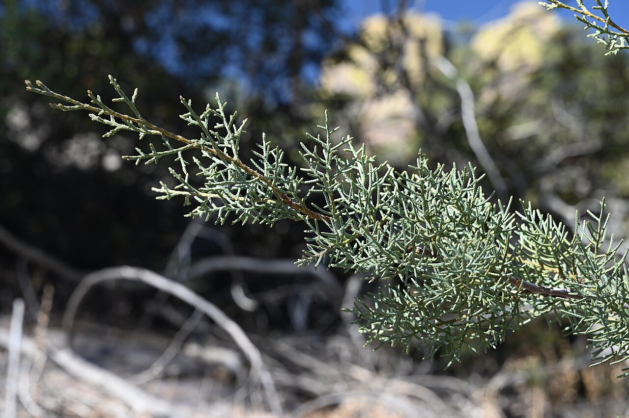 Cupressus
