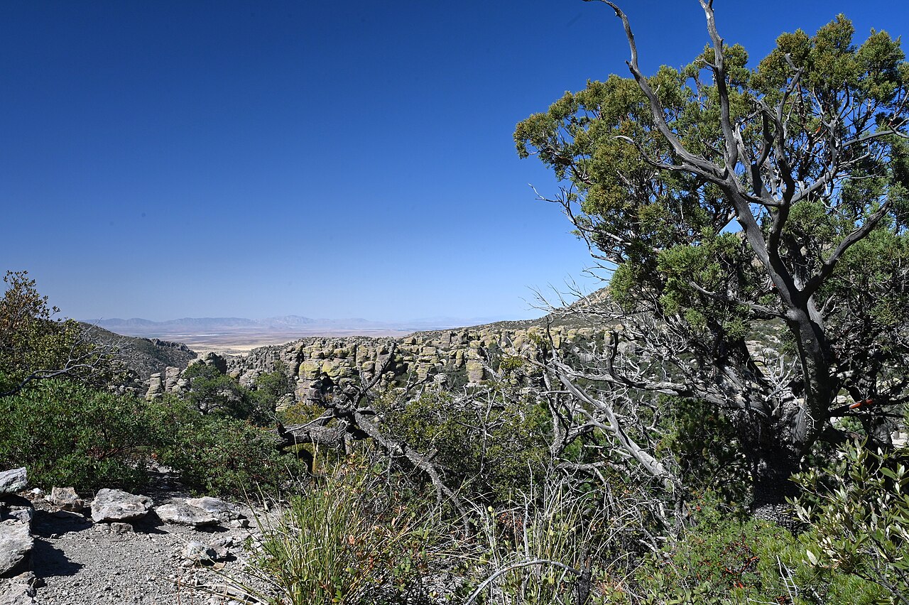 Cupressus