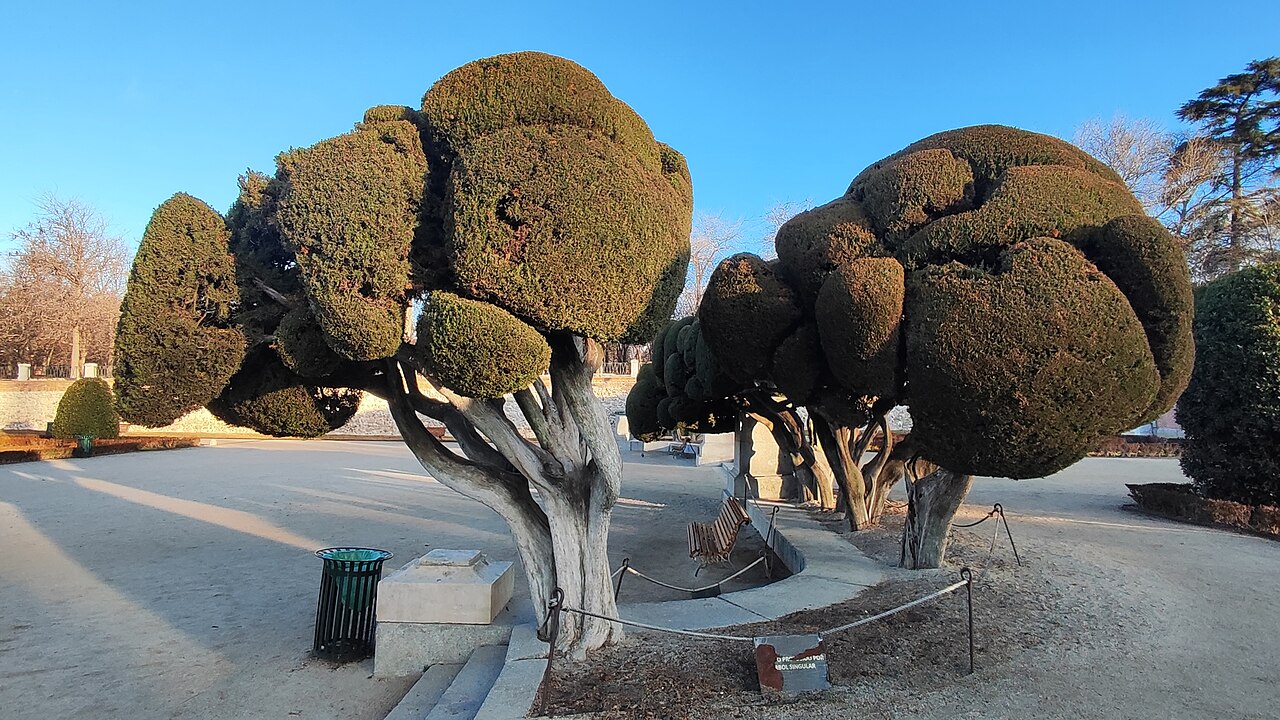 Cupressus sempervirens