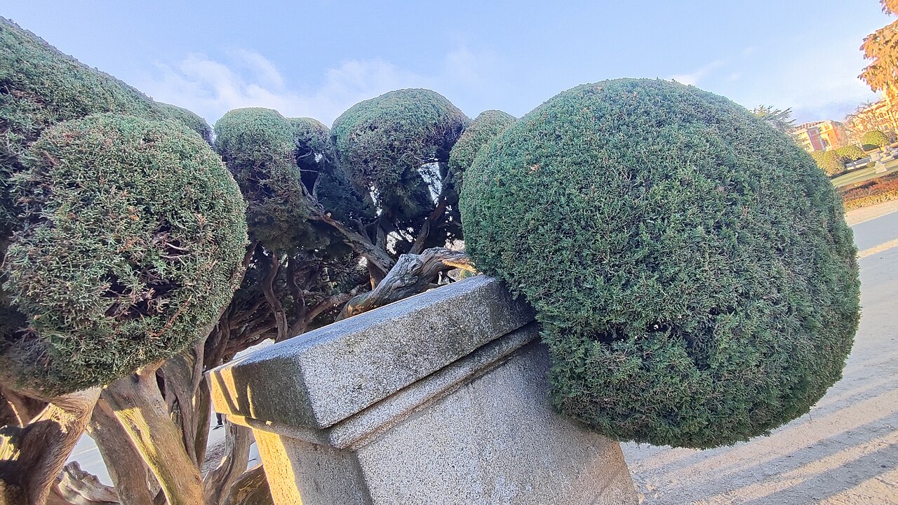 Cupressus sempervirens