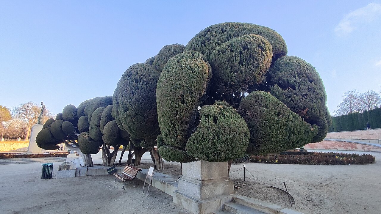 Cupressus sempervirens
