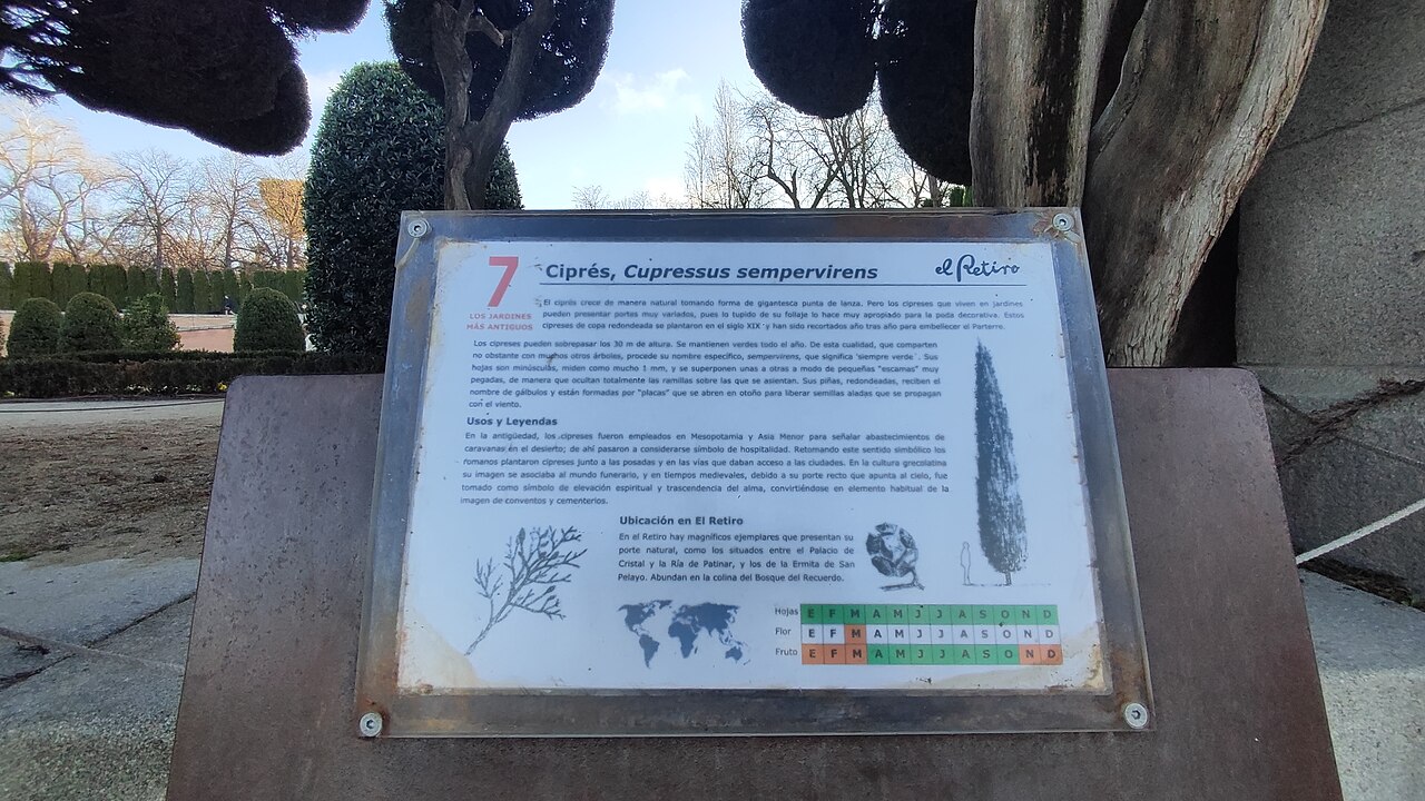 Cupressus sempervirens