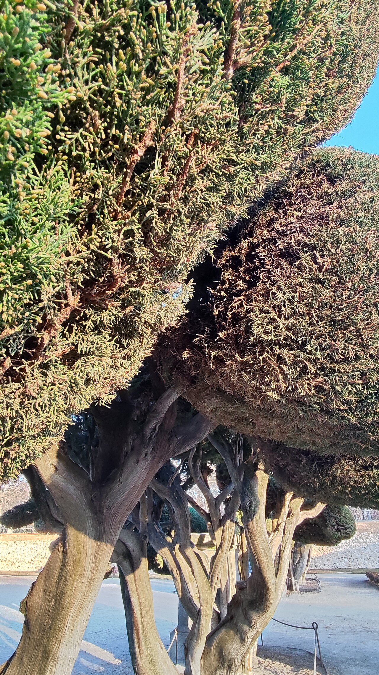 Cupressus sempervirens
