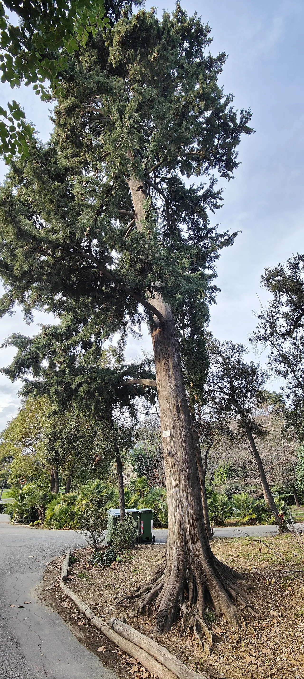 Cupressus sempervirens