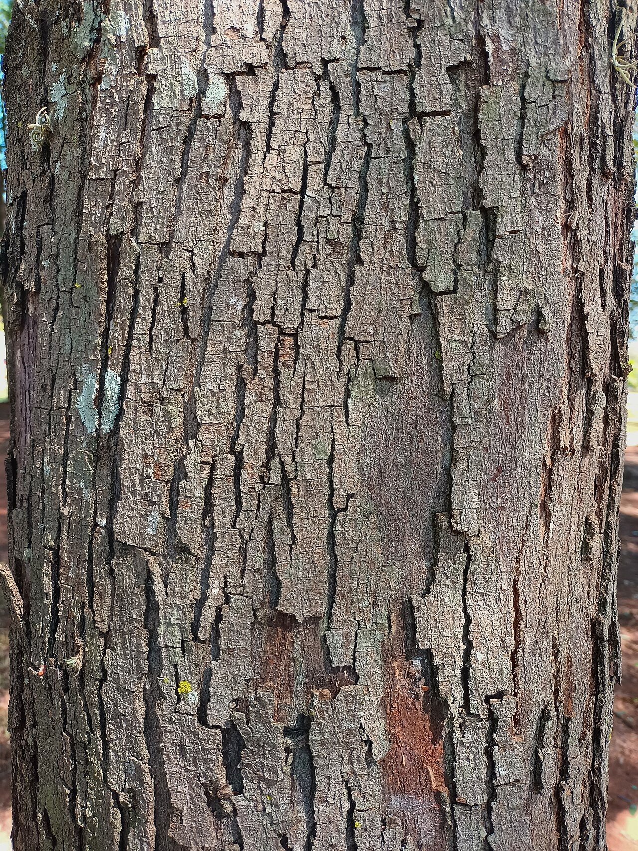 Dalbergia
