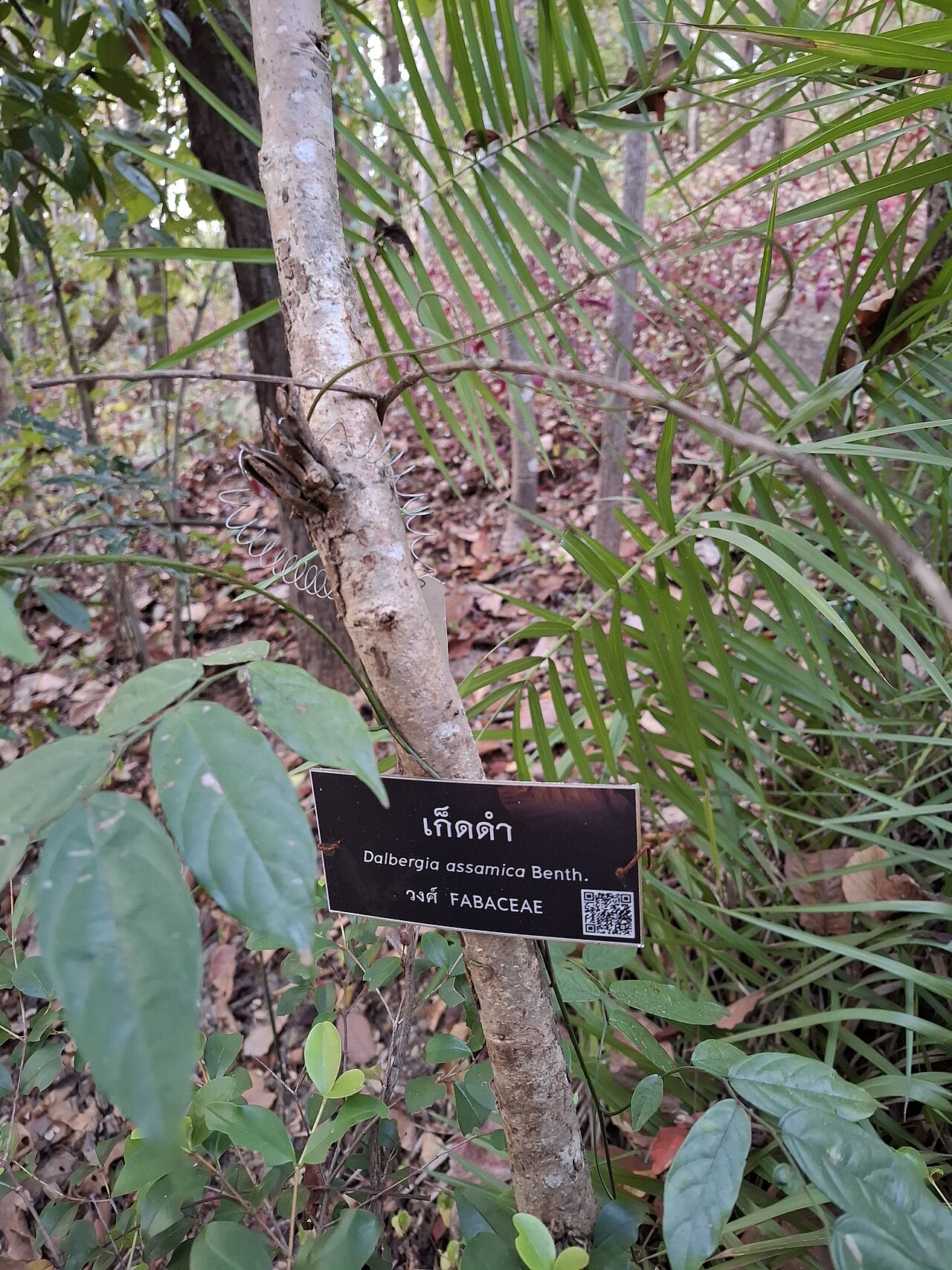 Dalbergia