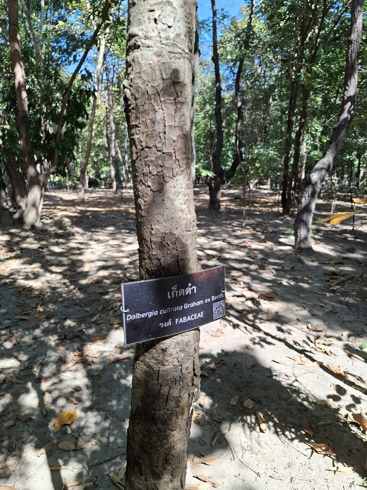 Dalbergia