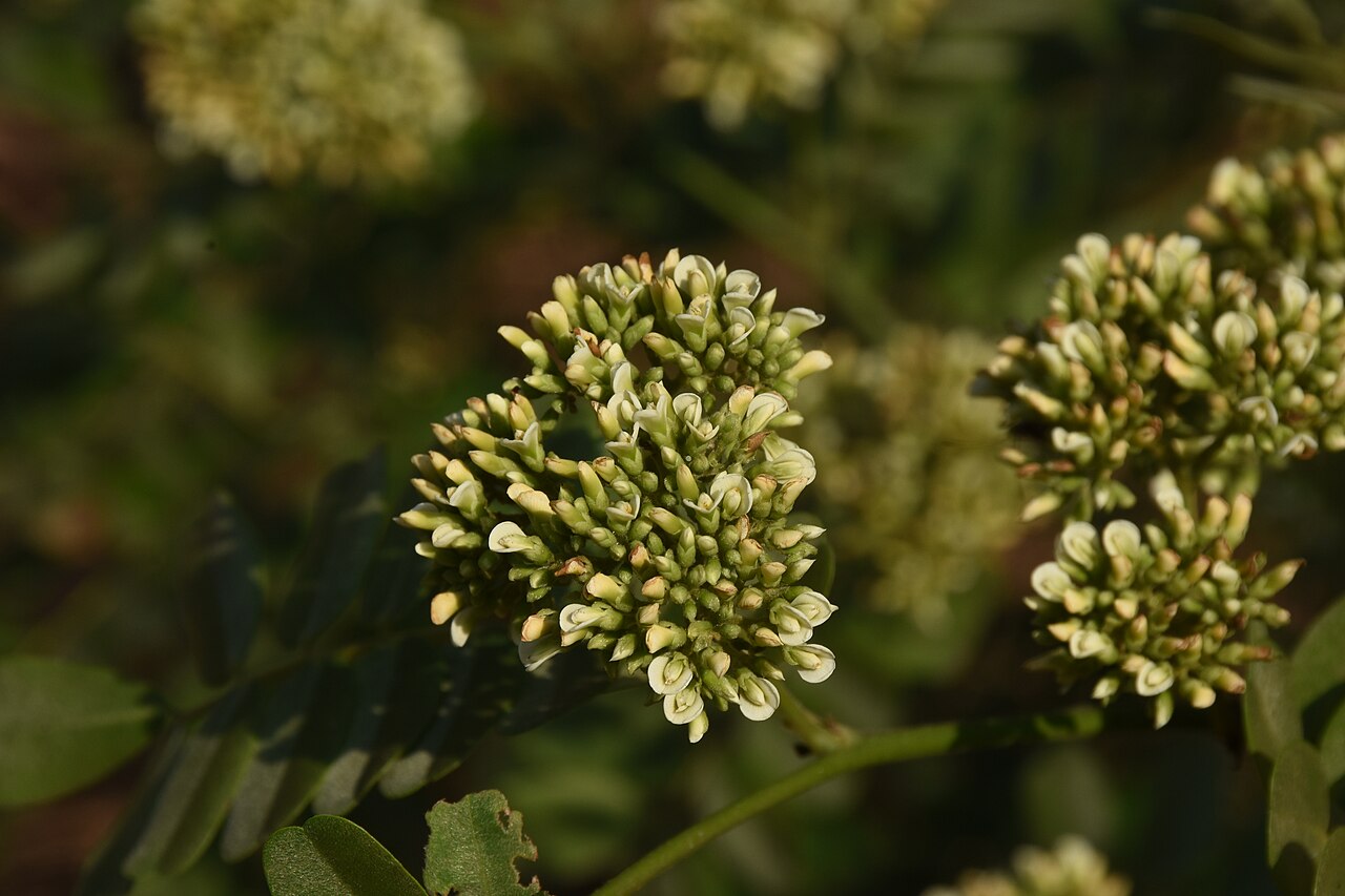 Dalbergia