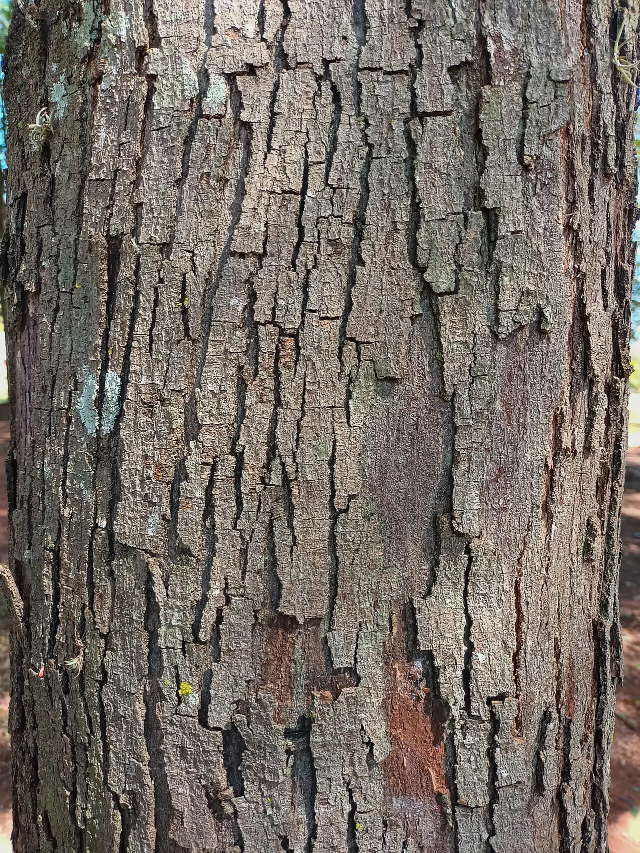 Dalbergia