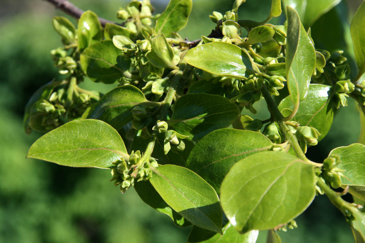 Diospyros
