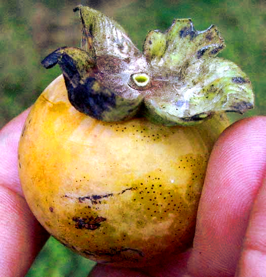 Diospyros