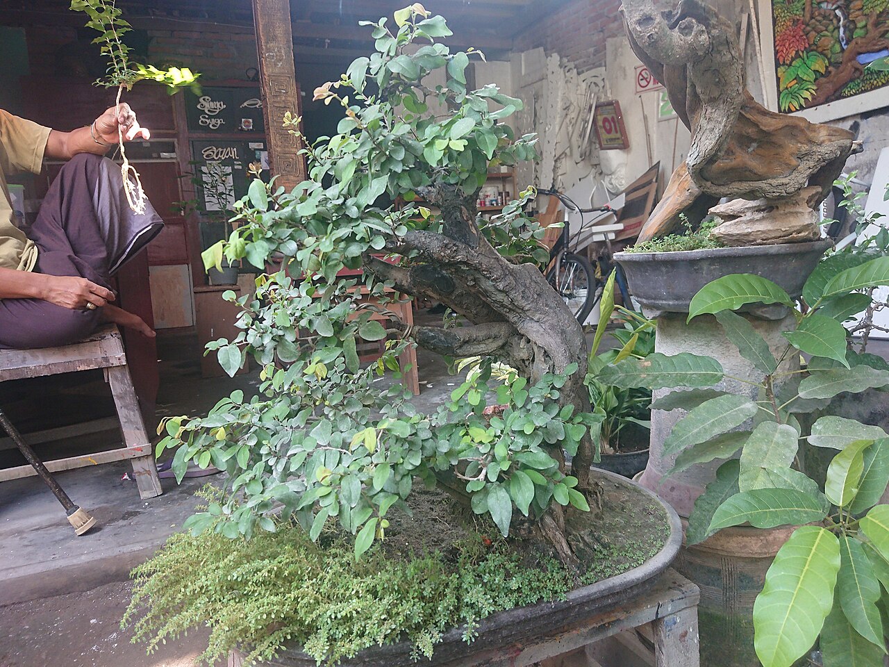 Diospyros