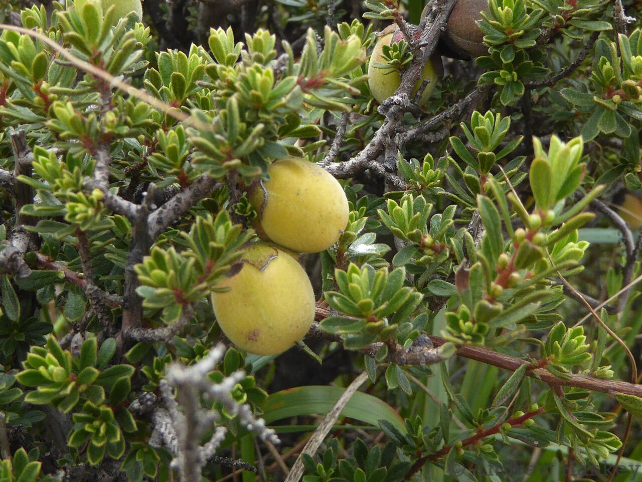 Diospyros