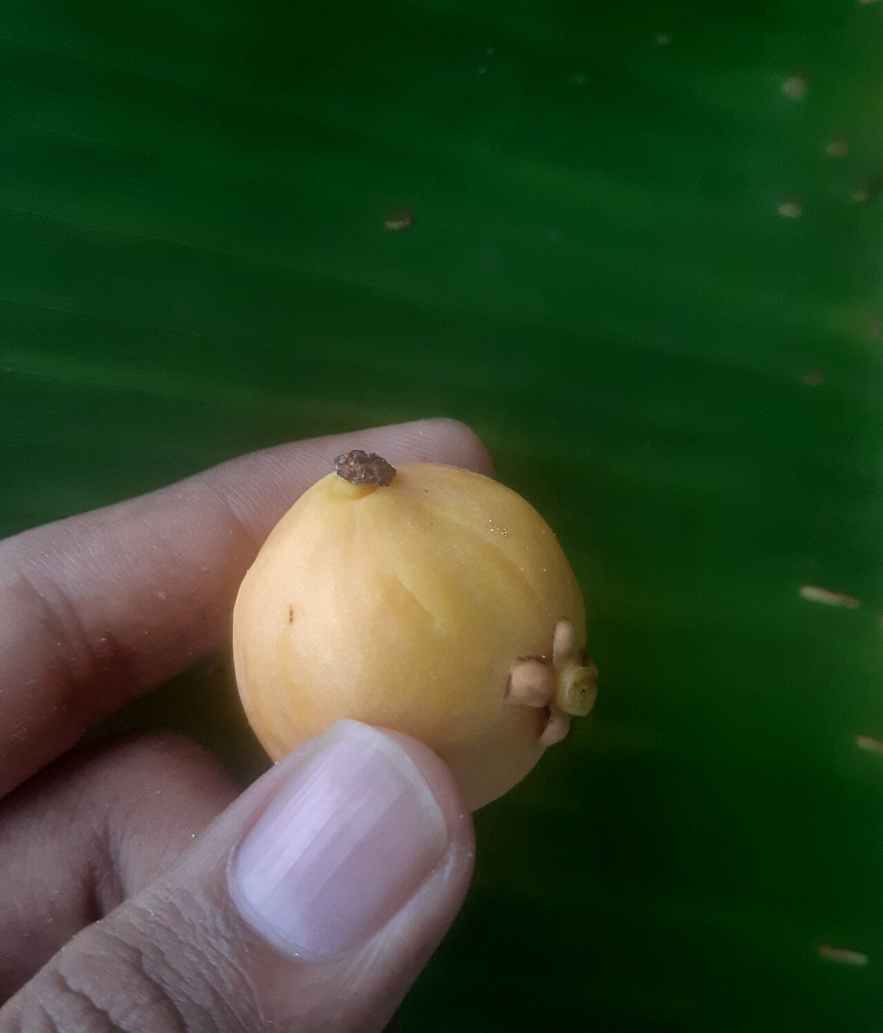 Diospyros