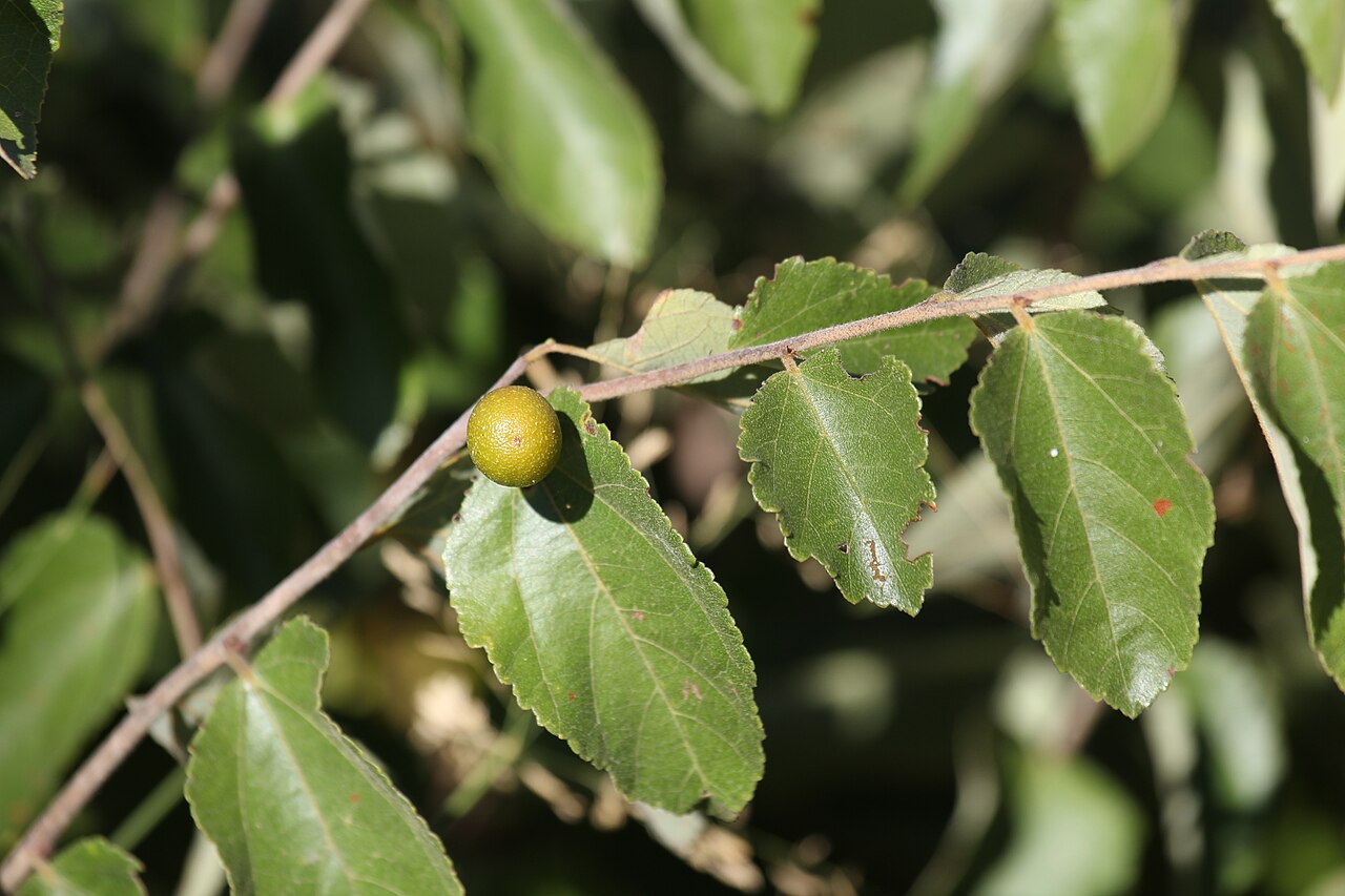 Diospyros