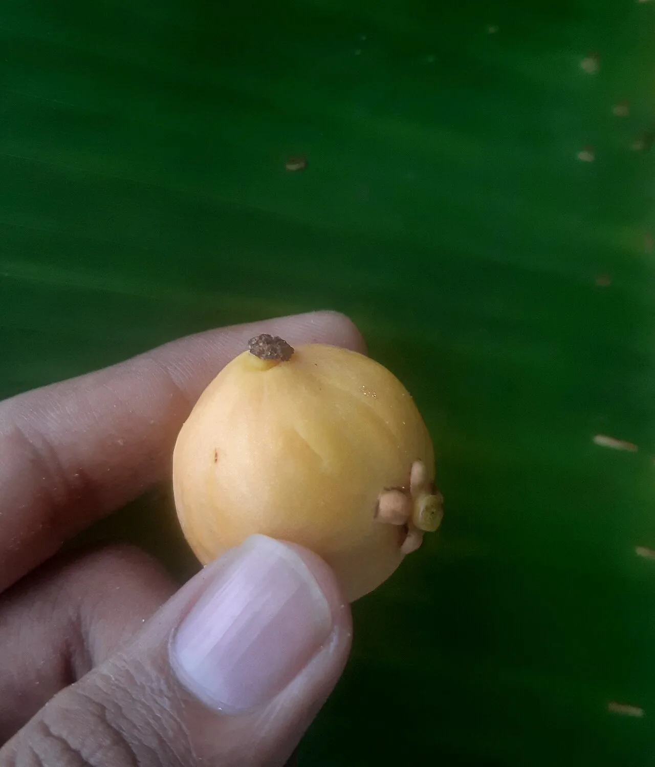 Diospyros