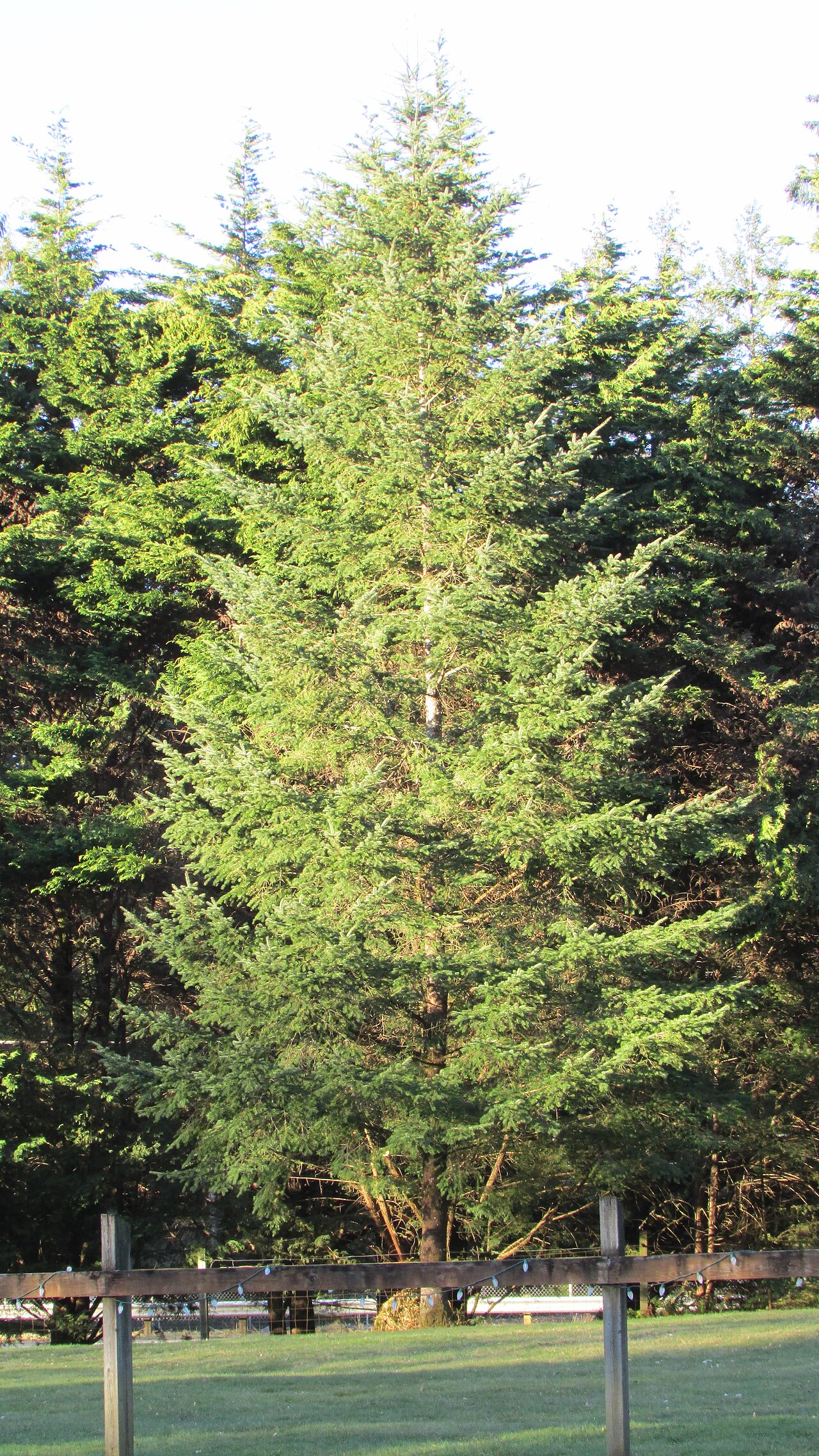 Douglas fir