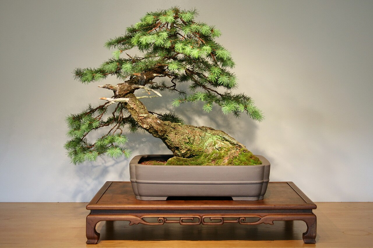 Douglas fir