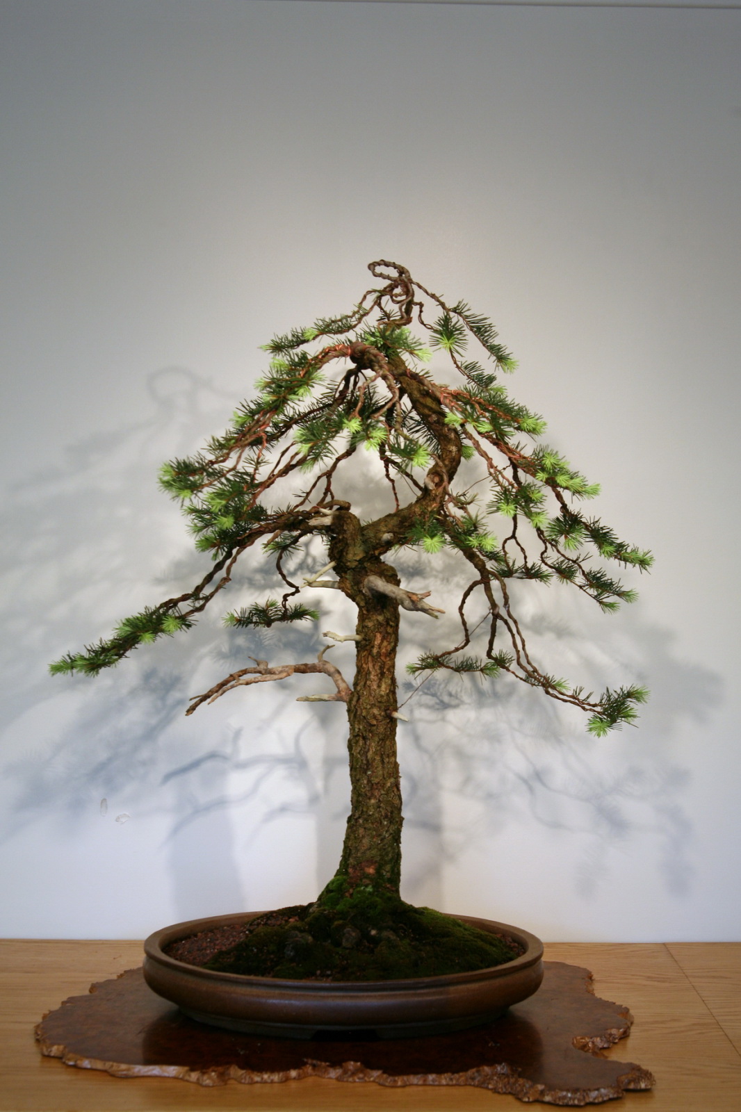 Douglas fir