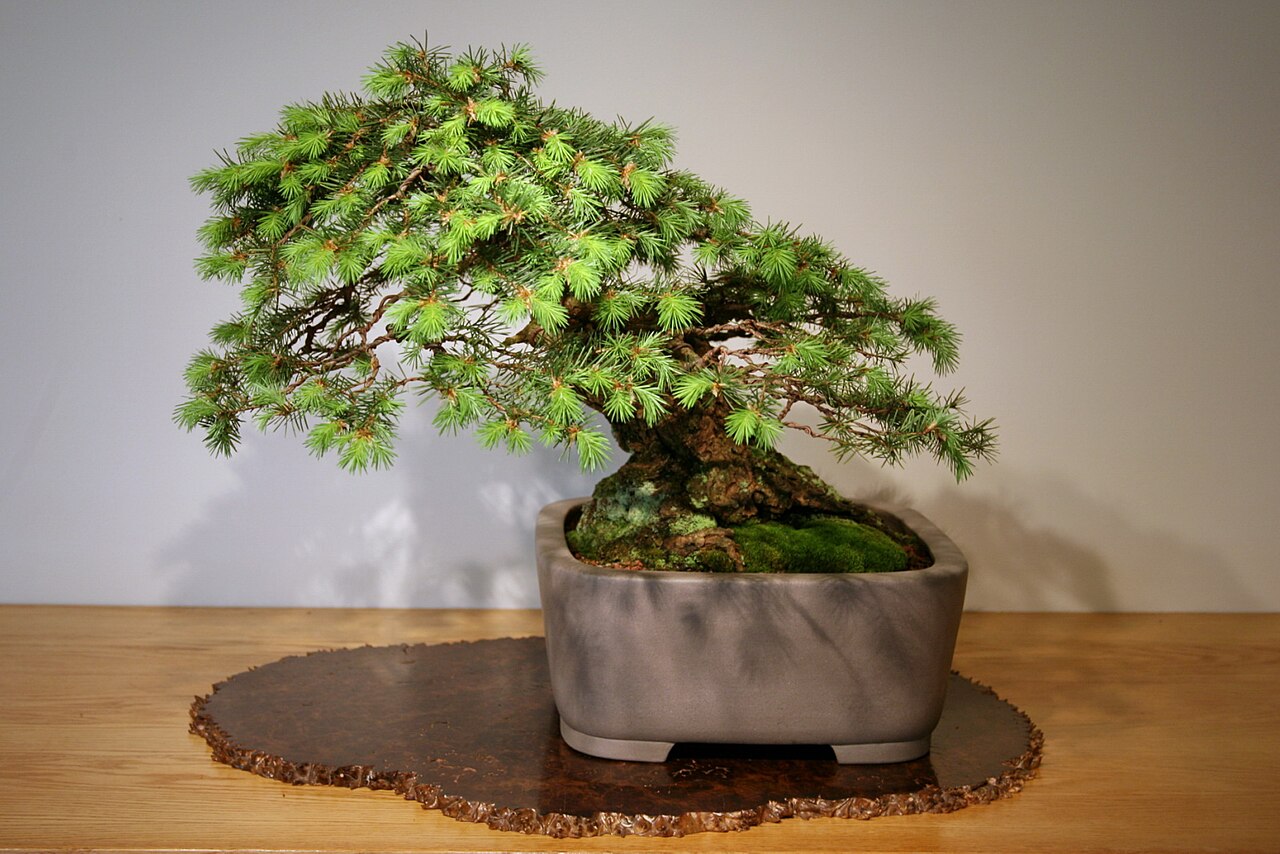 Douglas fir