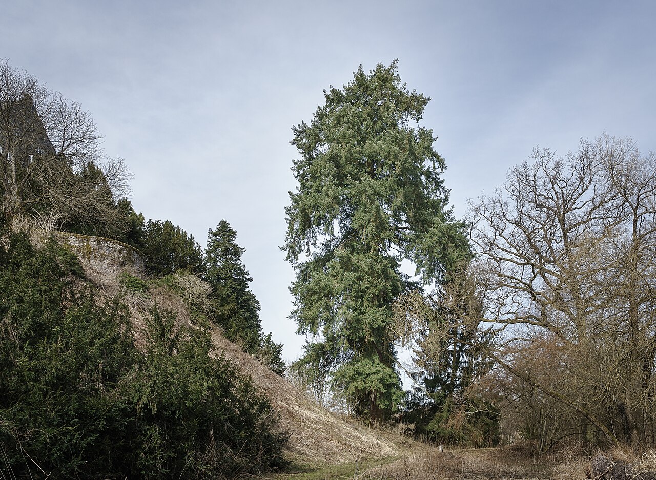 Douglas fir