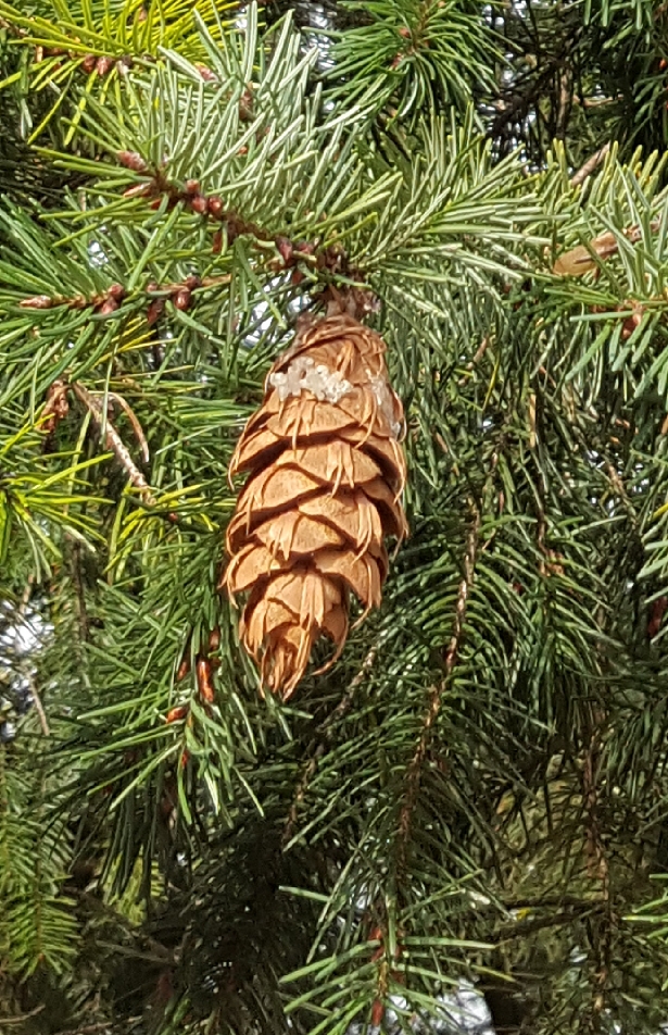 Douglas fir