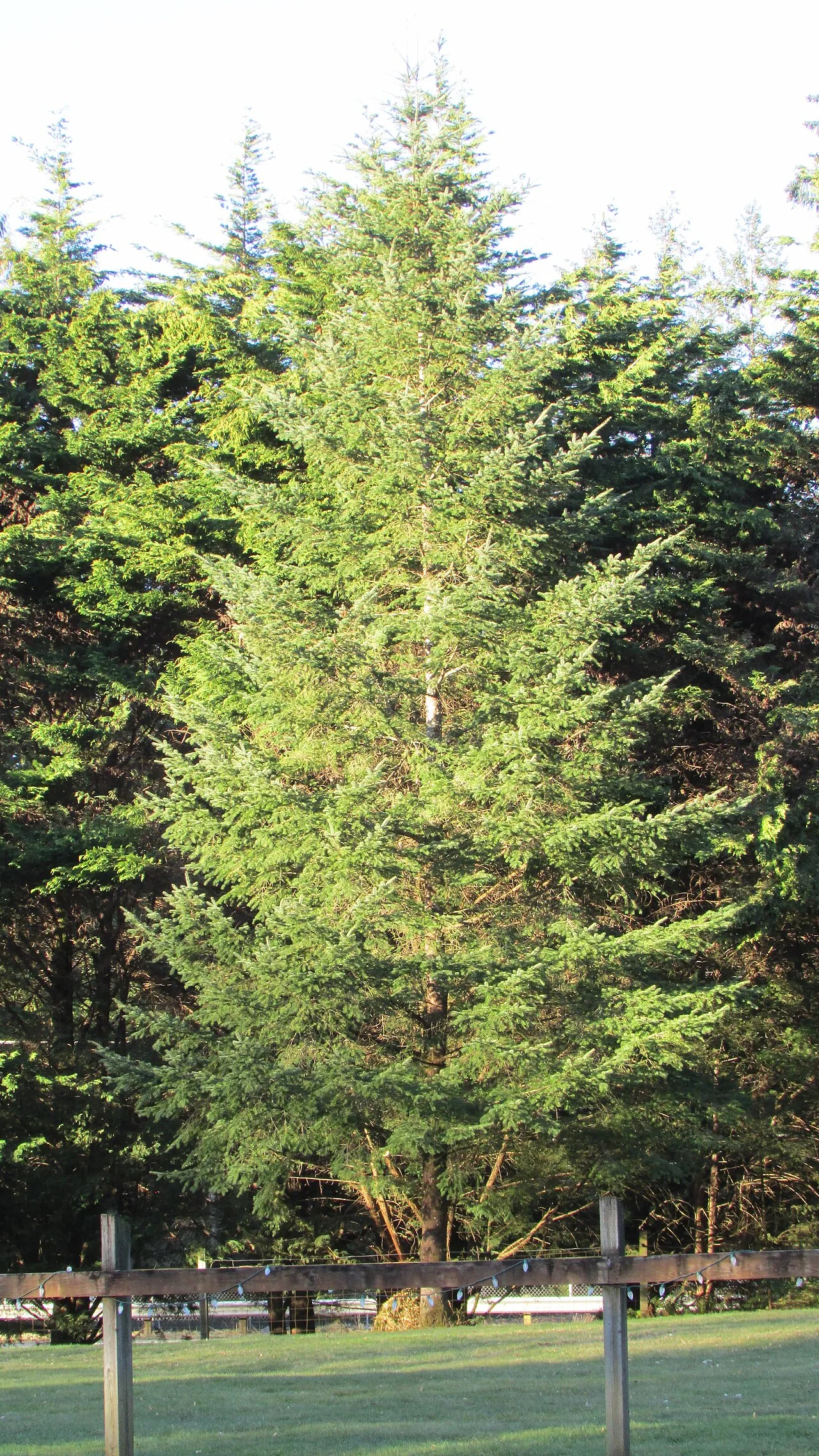 Douglas fir