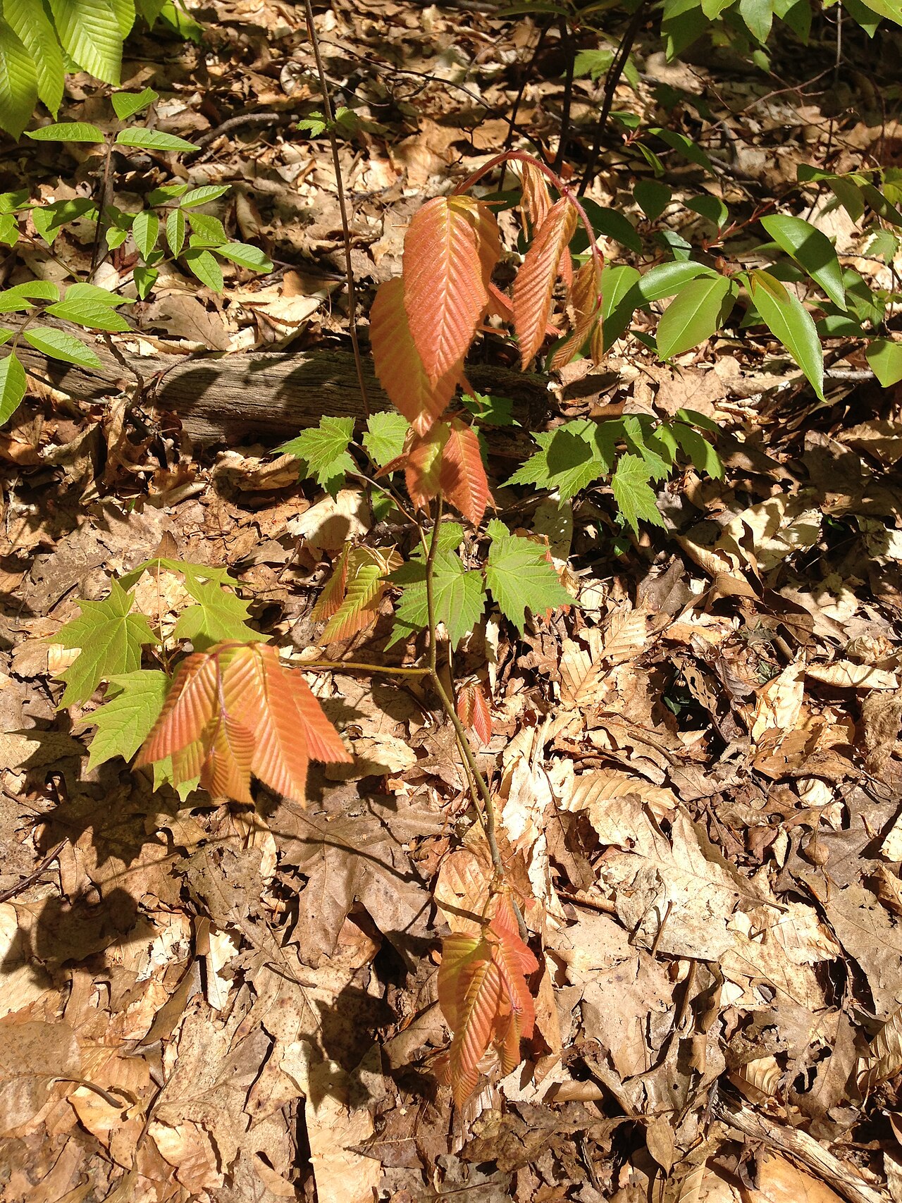 Fagus grandifolia