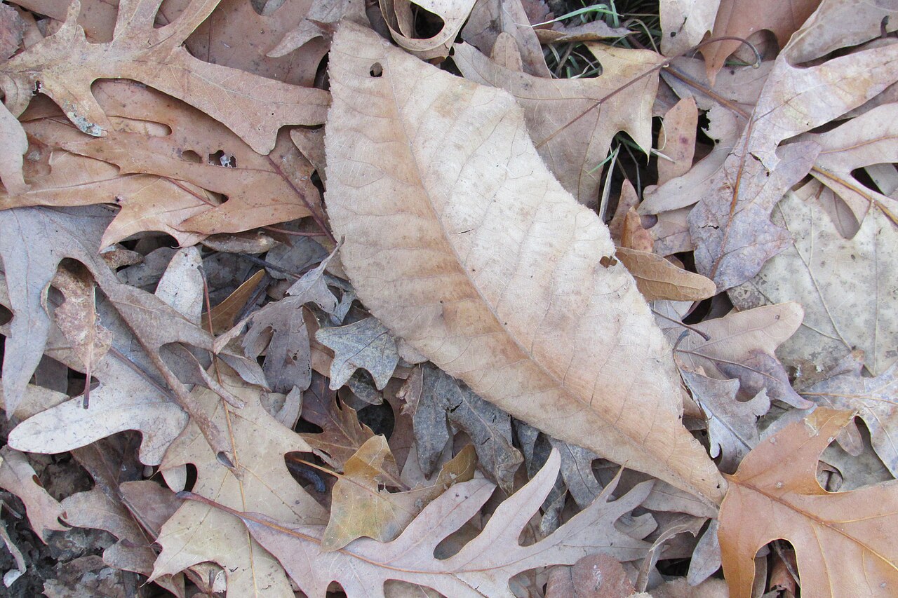 Fagus grandifolia
