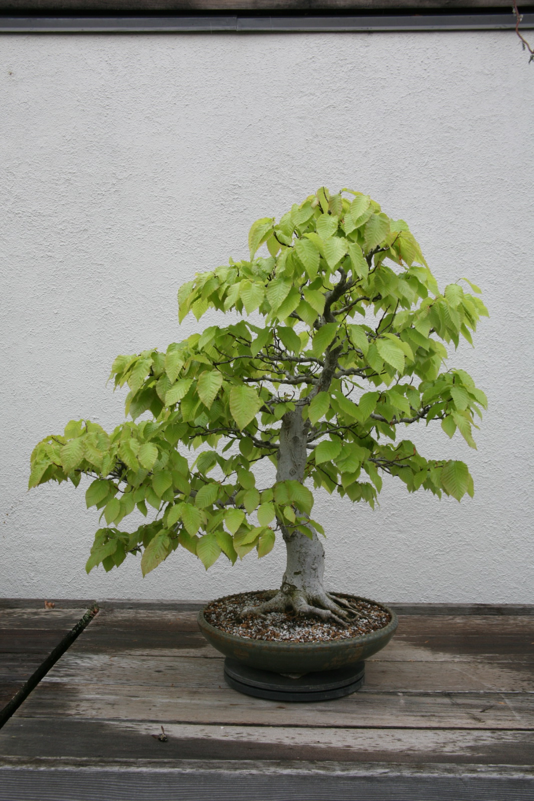 Fagus grandifolia