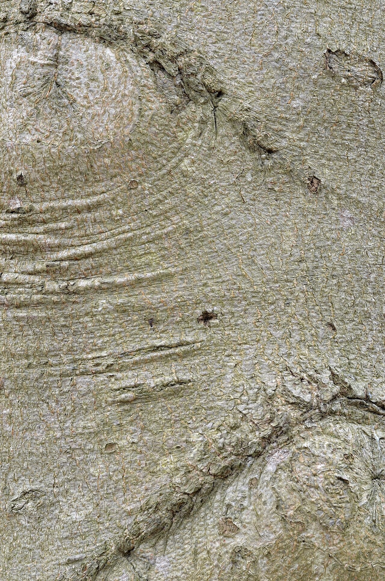 Fagus grandifolia