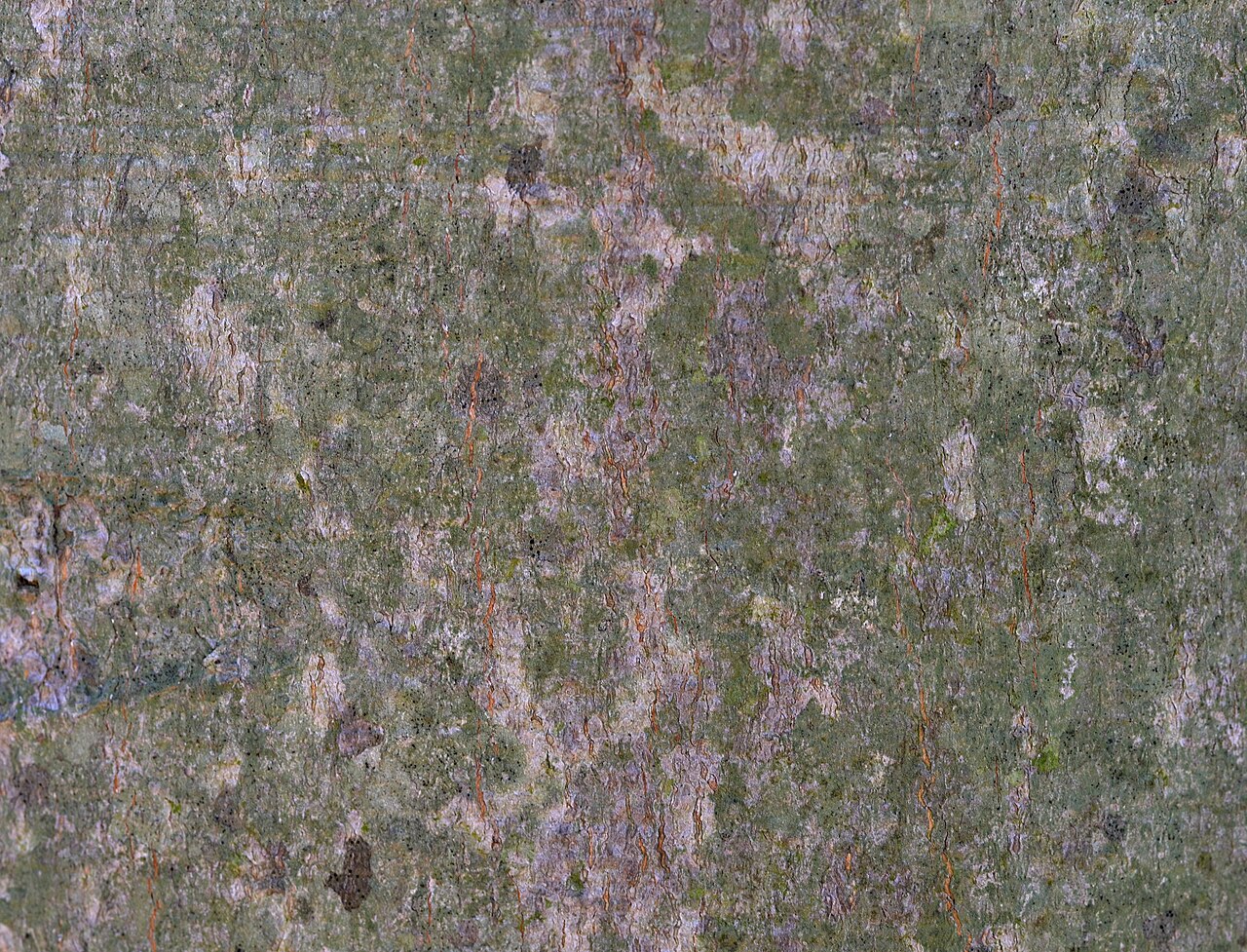Fagus grandifolia