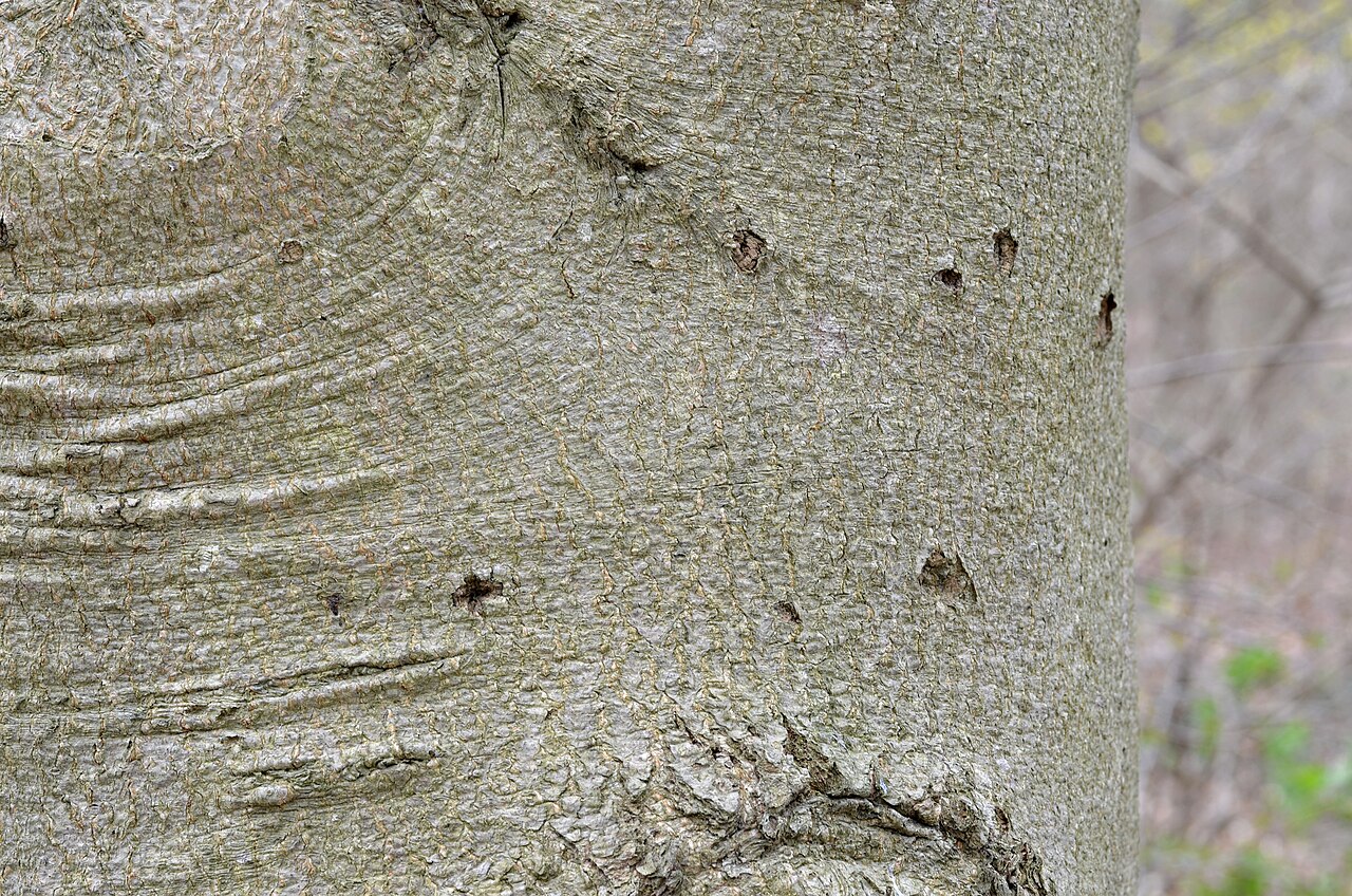 Fagus grandifolia