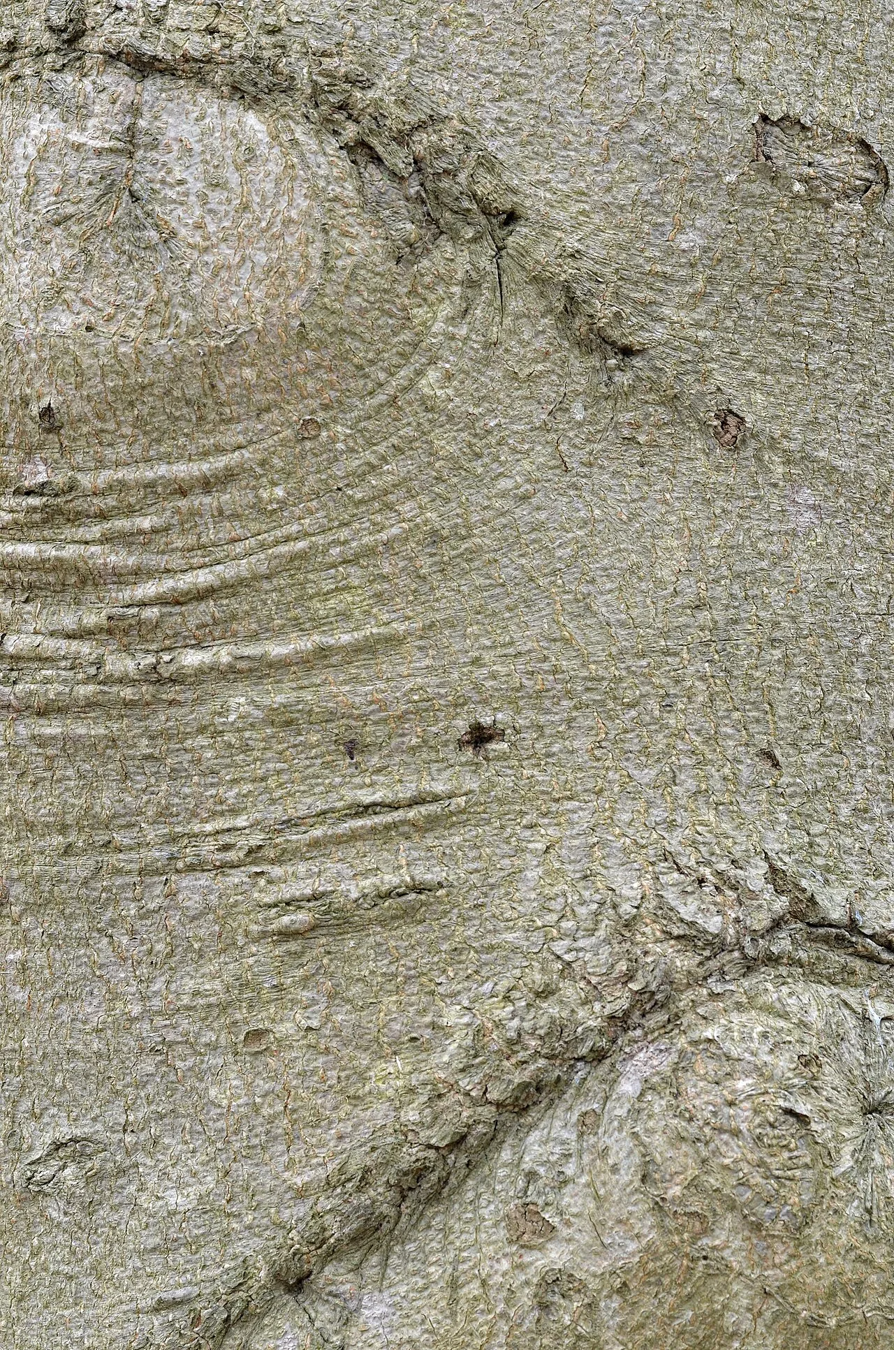 Fagus grandifolia
