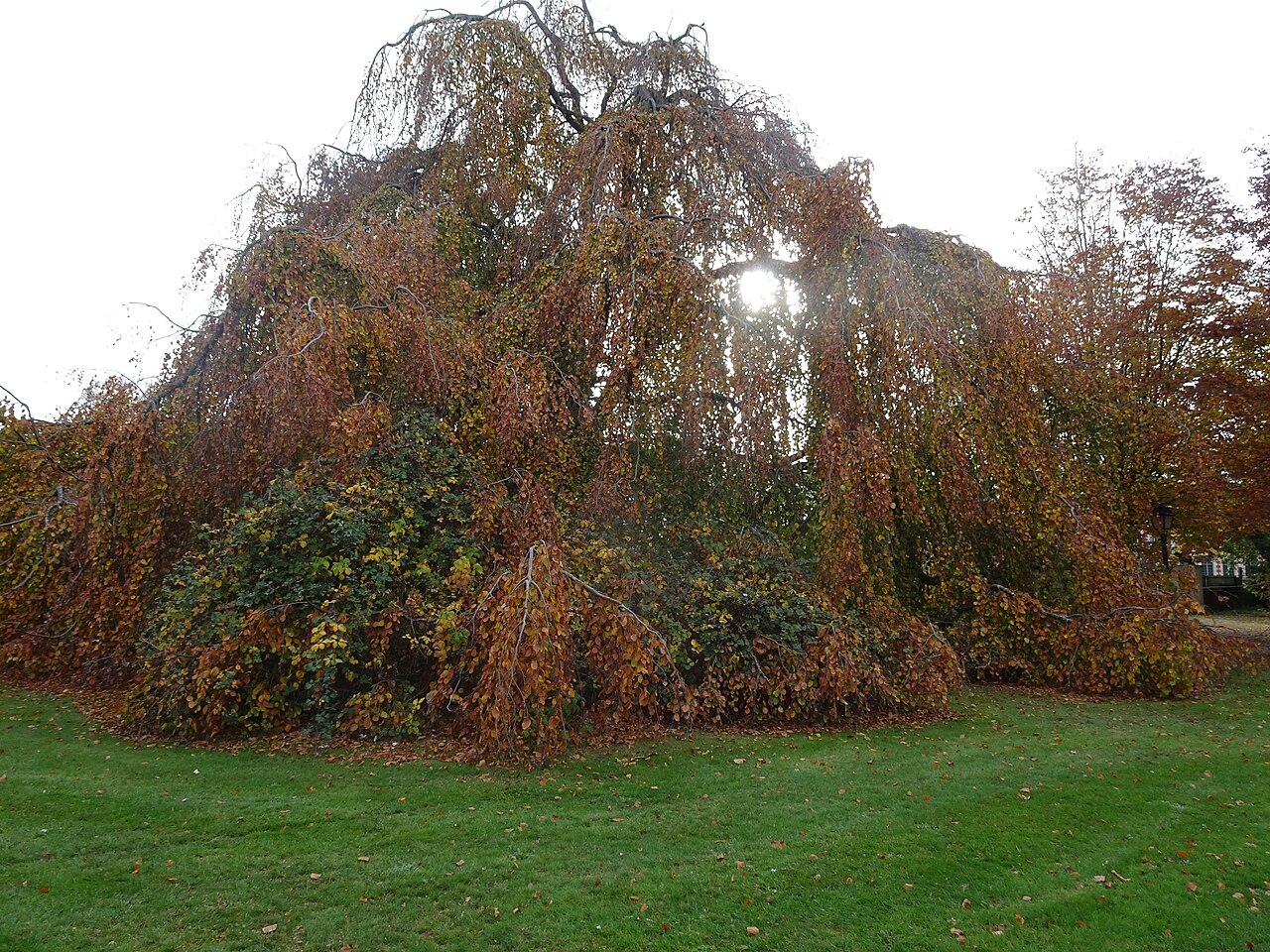 Fagus sylvatica