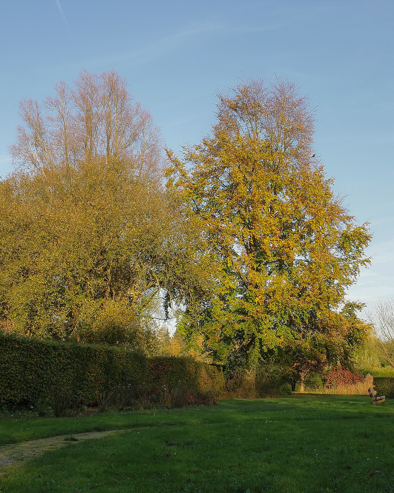 Fagus sylvatica