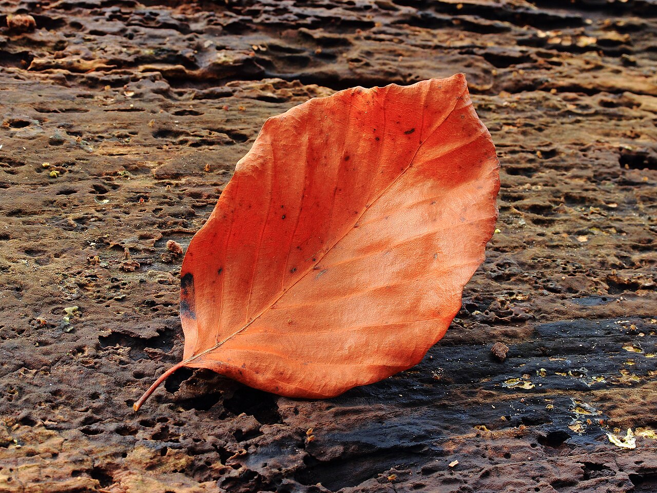 Fagus sylvatica