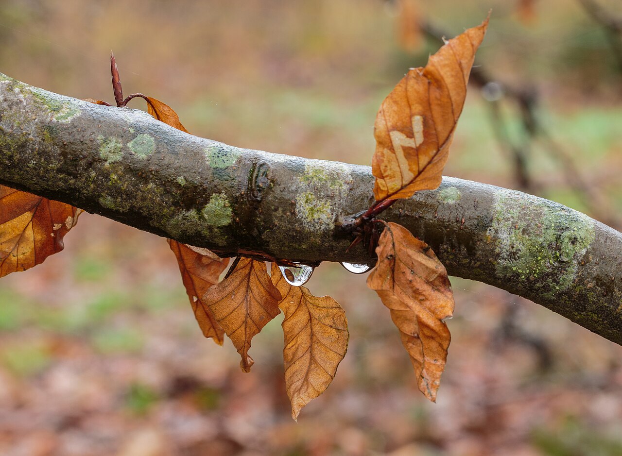 Fagus sylvatica